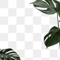 Tropical green monstera leaves frame design element