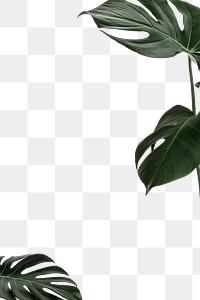 Tropical green monstera leaves frame | Premium PNG - rawpixel