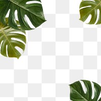 Tropical green monstera leaves frame design element