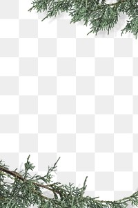 Fresh pine branches border png transparent background