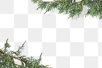 Png pine branches border transparent background
