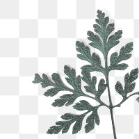 Fern leaf png design element