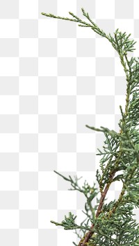 Png spruce twig border transparent background