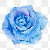 PNG blue watercolor rose flower illustration 