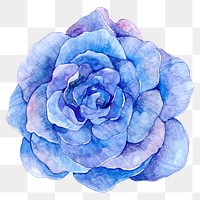 Purple watercolor rose png flower illustration