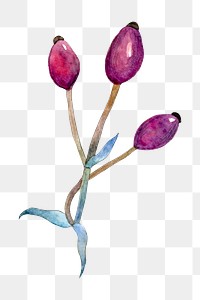 Watercolor flower bud png botnaical illustration