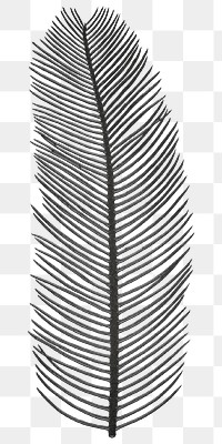 Png black palm leaf vintage illustration sticker