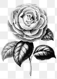 Png black camellia flower vintage illustration sticker