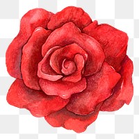 Png red rose flower vintage clipart
