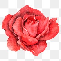 Red rose flower png vintage clipart