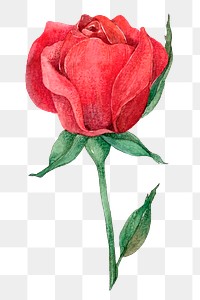 Png red rose vintage clipart watercolor style
