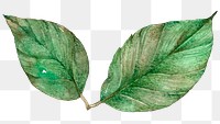 Png green leaf painting clipart