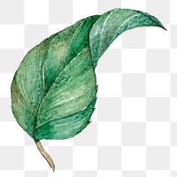 Png vintage leaf watercolor clipart