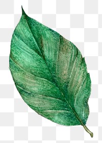 Png green leaf  watercolor clipart
