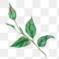 Png vintage leaf painting clipart transparent background