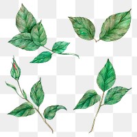 Green leaf watercolor vintage clipart