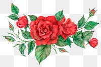 Hand drawn png red rose flower