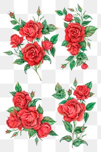 Hand drawn png red rose flower set