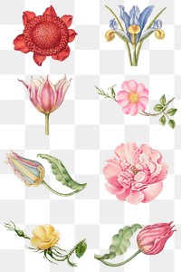 Vintage flowers blooming illustration png set, remix from The Model Book of Calligraphy Joris Hoefnagel and Georg Bocskay