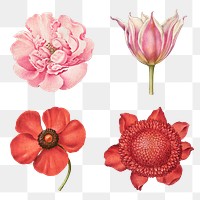 Vintage flowers blooming illustration png set, remix from The Model Book of Calligraphy Joris Hoefnagel and Georg Bocskay