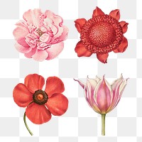 Vintage flowers blooming illustration png set, remix from The Model Book of Calligraphy Joris Hoefnagel and Georg Bocskay