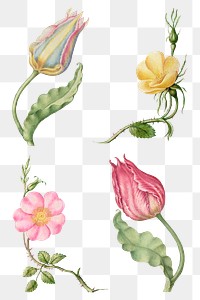 Vintage flowers png illustration set, remix from The Model Book of Calligraphy Joris Hoefnagel and Georg Bocskay