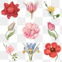 Blooming flower png illustration set, remix from The Model Book of Calligraphy Joris Hoefnagel and Georg Bocskay