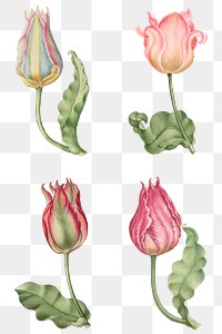 Pink tulip flower png botanical illustration set, remix from The Model Book of Calligraphy Joris Hoefnagel and Georg Bocskay