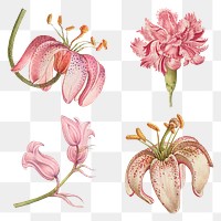 Blooming pink flowers png hand drawn floral illustration set, remix from The Model Book of Calligraphy Joris Hoefnagel and Georg Bocskay