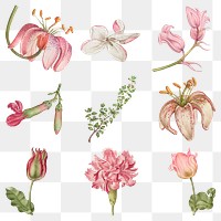 Vintage blooming pink flower png illustration set, remix from The Model Book of Calligraphy Joris Hoefnagel and Georg Bocskay