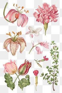 Blooming pink flowers png hand drawn floral illustration set, remix from The Model Book of Calligraphy Joris Hoefnagel and Georg Bocskay