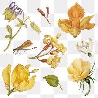 Botanical hand drawn vintage yellow flower png set, remix from The Model Book of Calligraphy Joris Hoefnagel and Georg Bocskay
