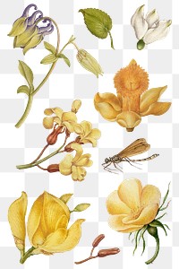 Botanical hand drawn png vintage yellow flower set, remix from The Model Book of Calligraphy Joris Hoefnagel and Georg Bocskay