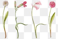 Pink flower png botanical vintage illustration set, remix from The Model Book of Calligraphy Joris Hoefnagel and Georg Bocskay