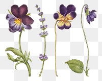 Purple flower png flower botanical vintage illustration, remix from The Model Book of Calligraphy Joris Hoefnagel and Georg Bocskay