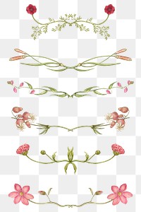 Floral divider png remix from The Model Book of Calligraphy Joris Hoefnagel and Georg Bocskay