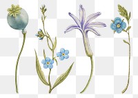 Blue flower png botanical illustration set, remix from The Model Book of Calligraphy Joris Hoefnagel and Georg Bocskay