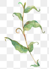 Png watercolor leaves on a branch sticker