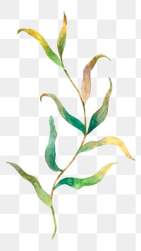 Png watercolor leaves on a branch sticker