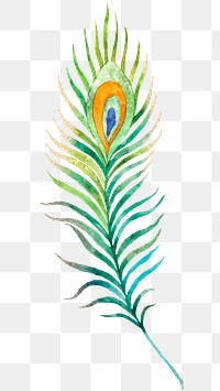 Png green watercolor peacock feather sticker