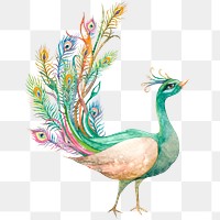 Peacock png in watercolor sticker