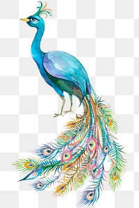 Peacock png in watercolor sticker