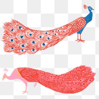 Vintage colorful peacock png sticker exotic bird collection