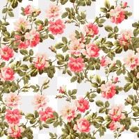 Png wild rose botanical pattern transparent background