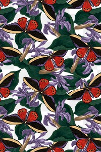 Abstract butterfly floral background png with blank space, remix from The Naturalist&#39;s Miscellany by George Shaw