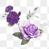 Elegant purple png cabbage rose bouquet hand drawn illustration