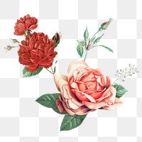 Elegant red png cabbage rose bouquet hand drawn illustration