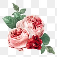Vintage png red double moss rose bouquet hand drawn illustration