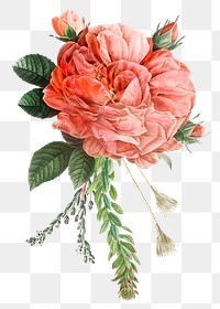 Pink French rose png hand drawn vintage illustration