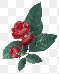 Vintage red png French rose bouquet hand drawn illustration